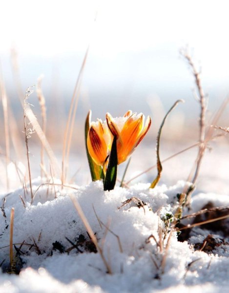 Рассвет весной