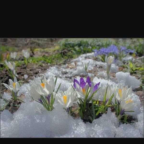 Доброе утро Весна пришла