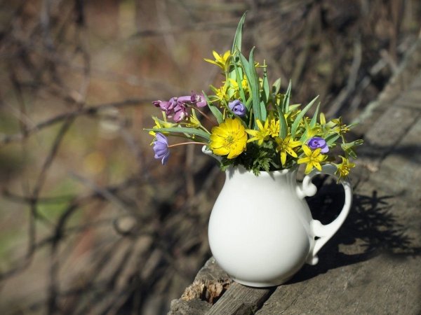 Ветреница ранней весной