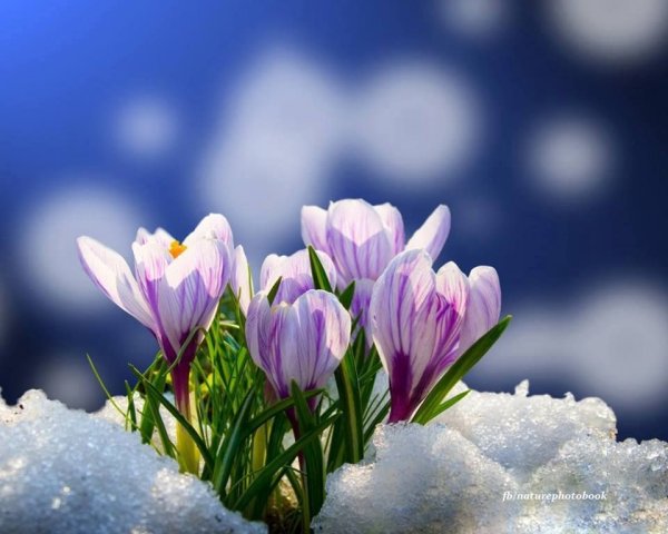 Подснежники на окна