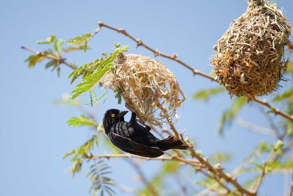 Птица строит гнездо