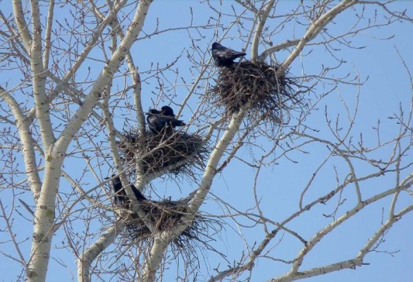 Гнездо Грача
