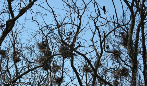 Гнездо весной