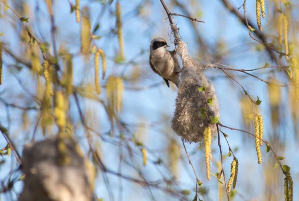 Машуха Ремез