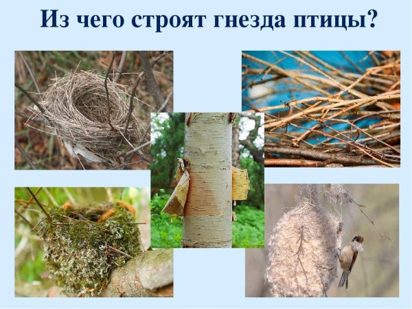 Из чего птицы строят гнезда