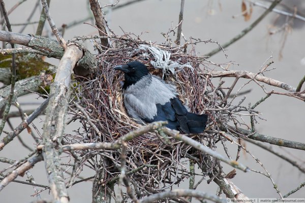 Гнездо вороны Воронье гнездо