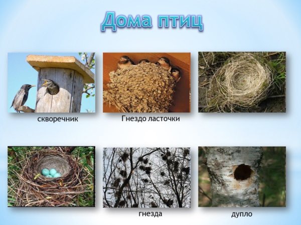 Перелетные птицы, гнезды