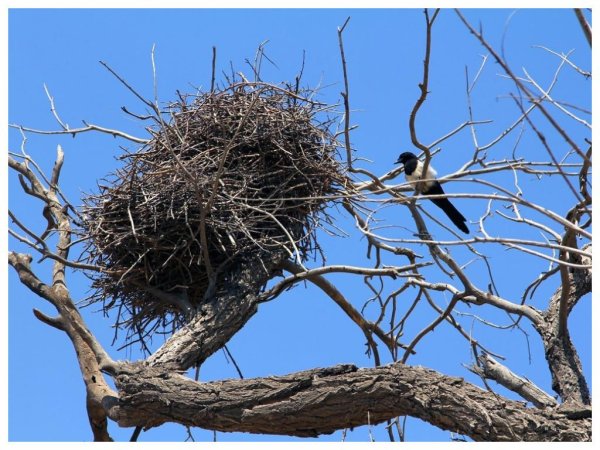 Сорока обыкновенная гнездо