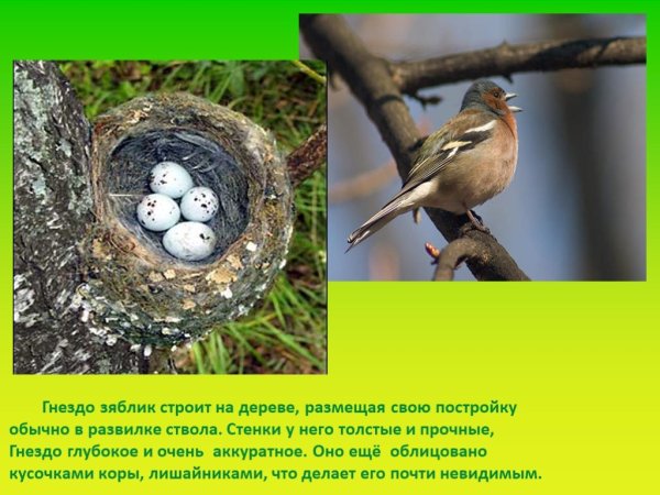 Зяблик птица гнездо