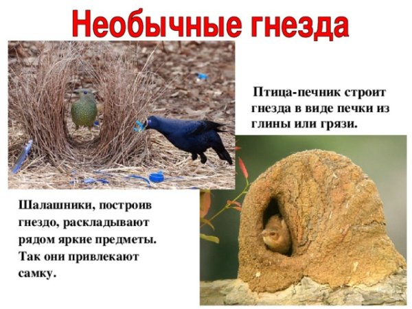 Кроногнездники строение гнезда