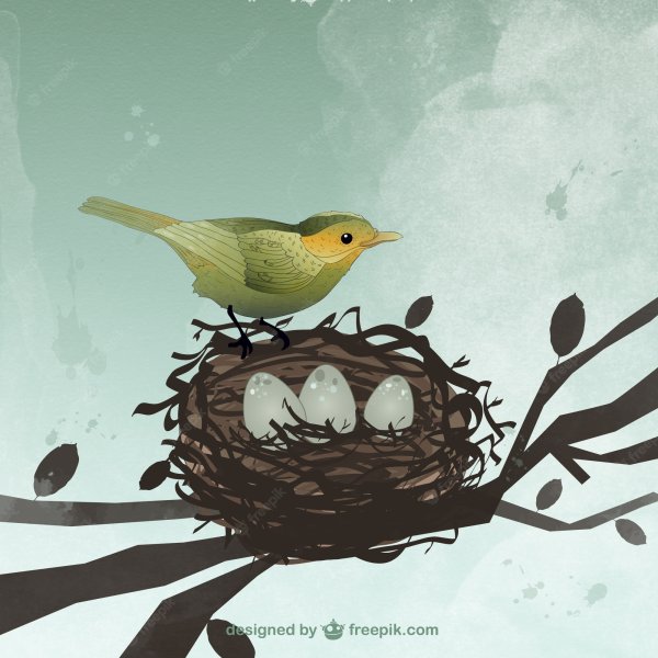 Гнездо грачей на Березе