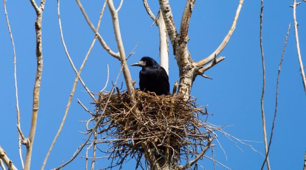 Гнездо для птиц.