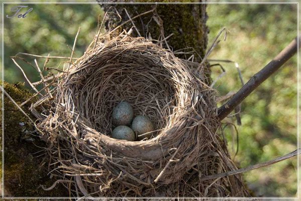 Удивительные гнезда птиц