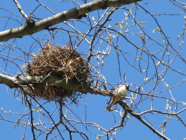 Птицы гнездятся в феврале