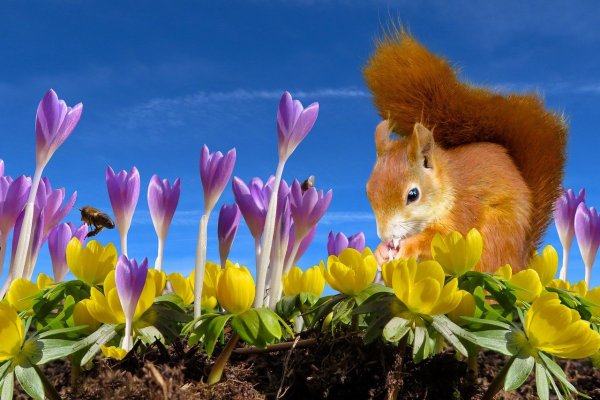 Весенний пейзаж с животными