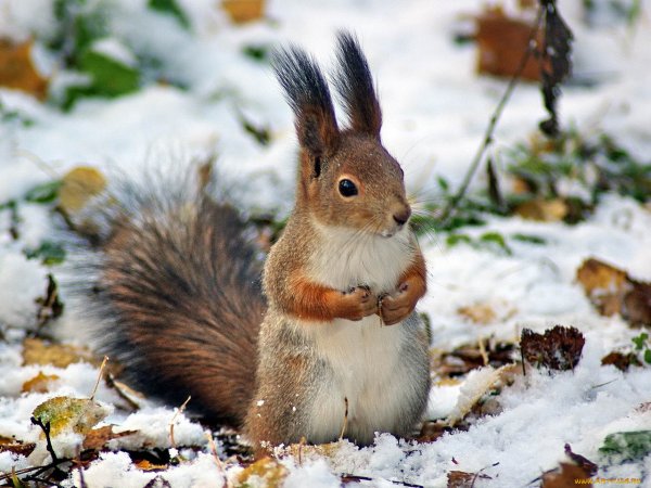 Сказочные жители леса