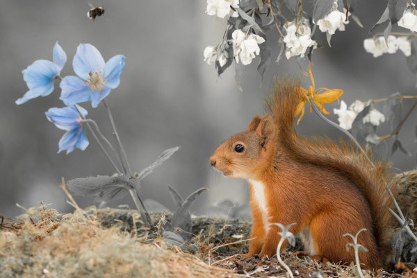 Синичкин календарь Бианки май