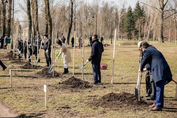 Посадка деревьев