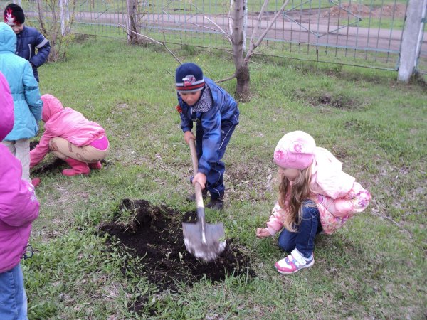 Сажаем деревья в детском саду