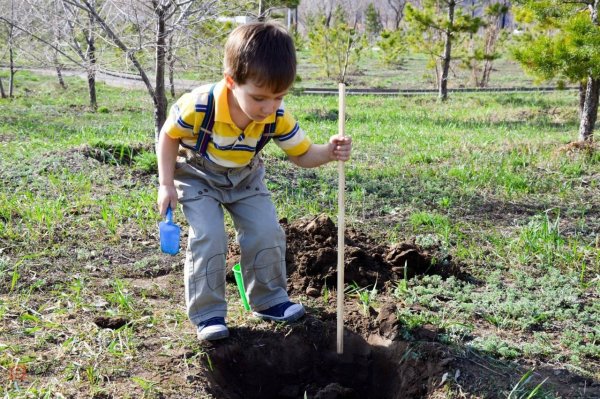 Посадка деревьев в саду