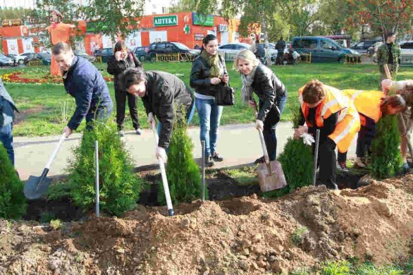 Посадка деревьев и кустарников