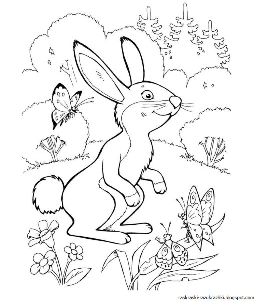 Заяц Коська раскраска