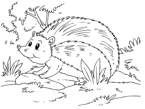 Раскраска Ёжик