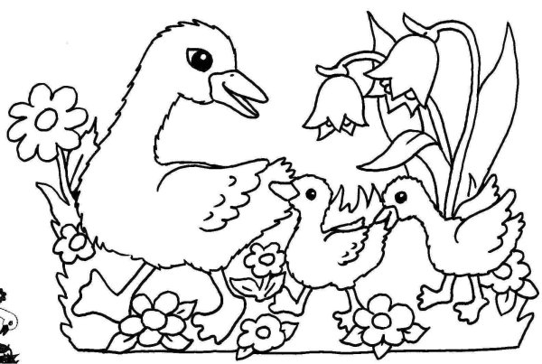 Картинки для раскраски птицы и звери детские