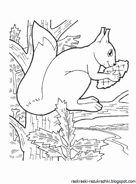 Раскраска белка в лесу