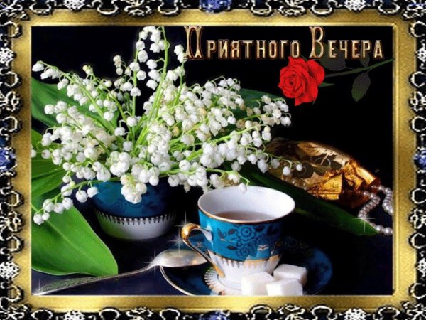 Добрый вечер с птицами