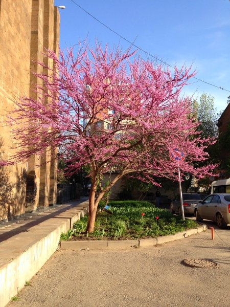 Цветущие деревья в Ростове