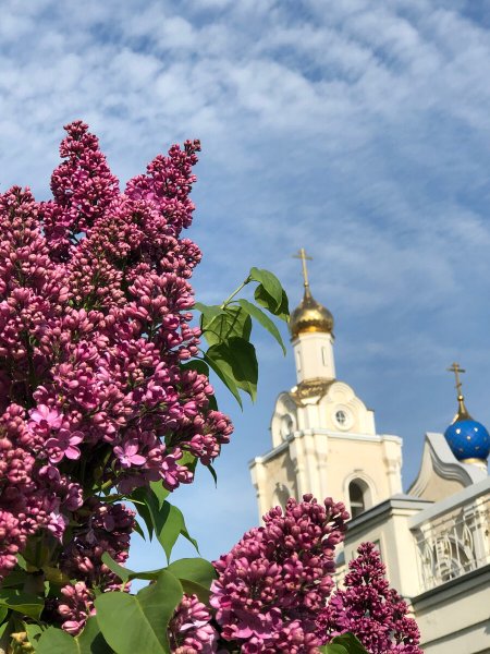 Деревья в Ростове весной