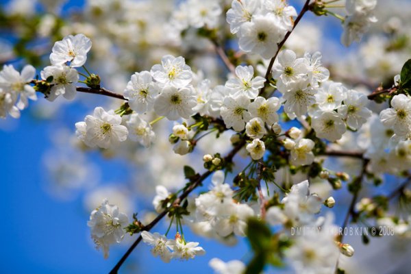 Весна в городе живопись