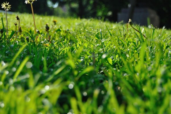 Весенняя трава