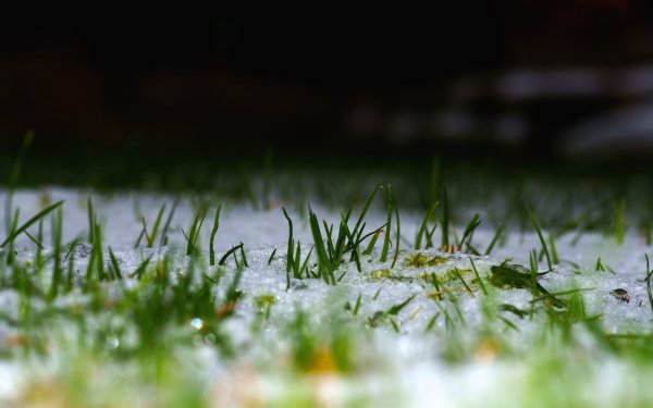 Весенняя травка