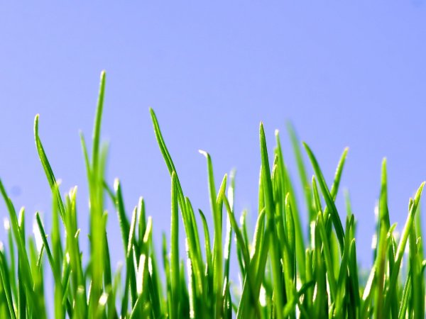 Травка зеленеет