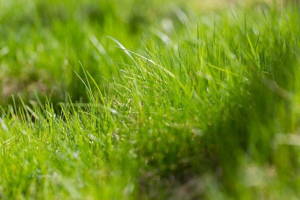 Трава весной