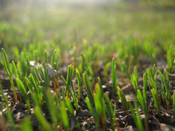 Трава весной