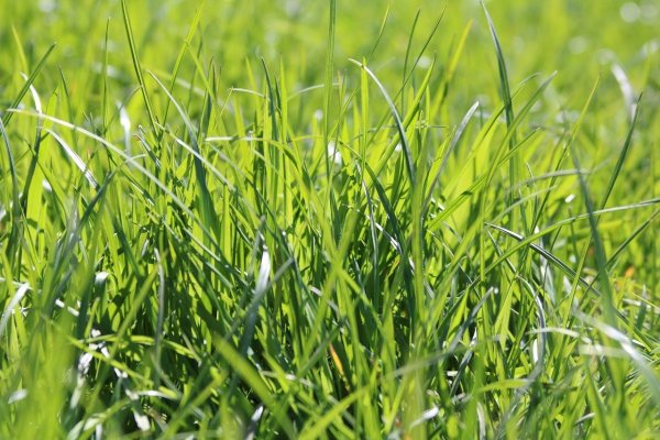 Зеленая трава