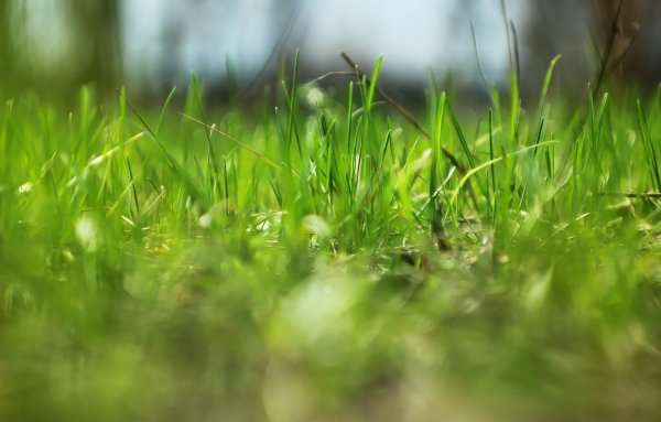 Трава весной