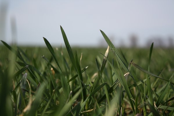 Обои на рабочий стол трава