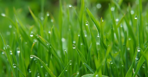 Молодая трава