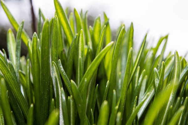 Ранняя трава