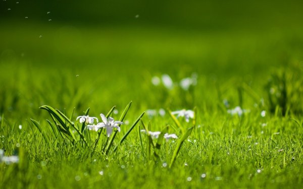 Природа зелень