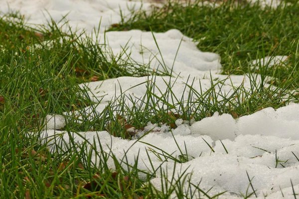 Газон зимой