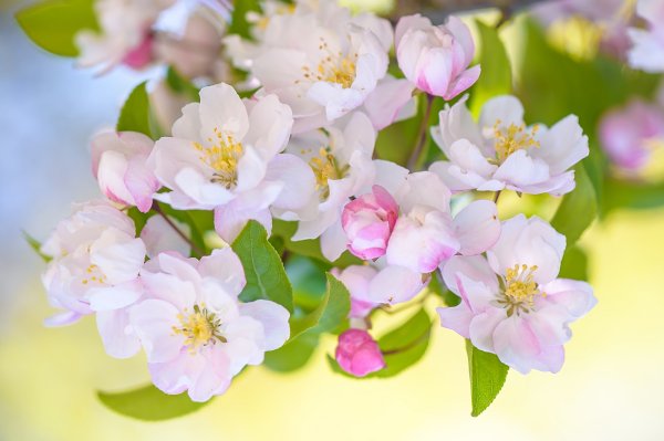 Весна цветы яблони