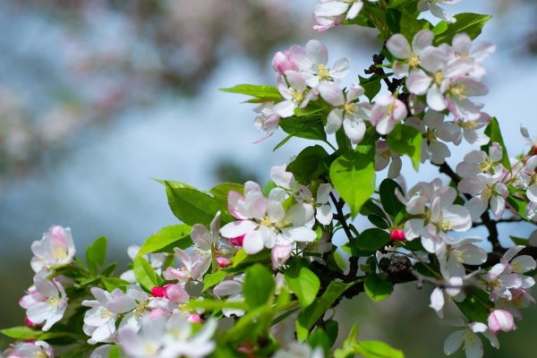 Яблоня весной