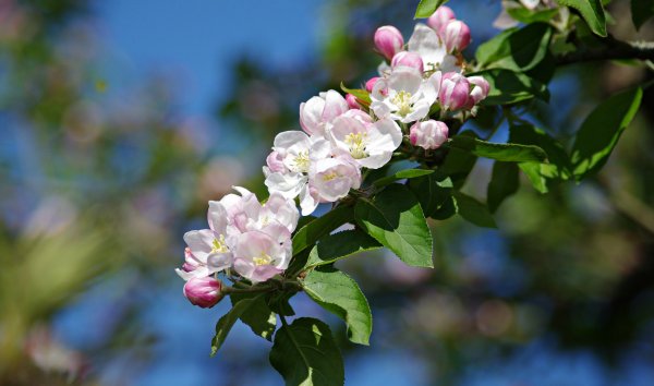 Яблоня Афродита цветение