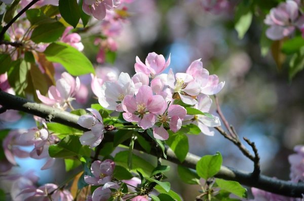Распускается яблоня
