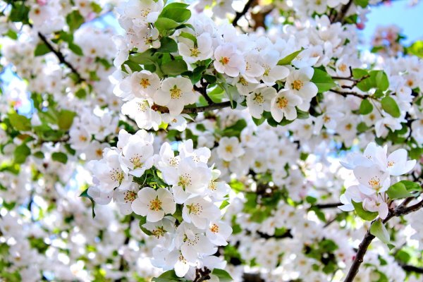 Яблоня отцвела